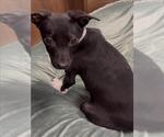 Small #1 Chihuahua Mix