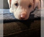 Small #2 American Pit Bull Terrier-Chihuahua Mix