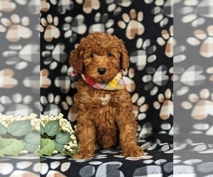 Goldendoodle (Miniature) Puppy for sale in QUARRYVILLE, PA, USA