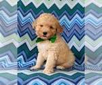 Small Photo #3 Poodle (Miniature) Puppy For Sale in KIRKWOOD, PA, USA