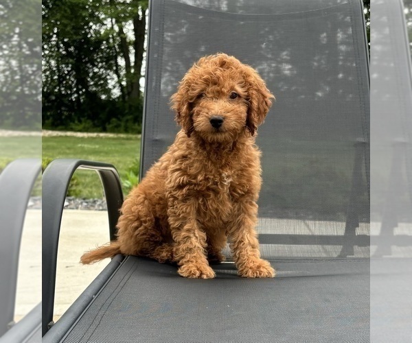 Medium Photo #6 Goldendoodle (Miniature) Puppy For Sale in FRANKLIN, IN, USA