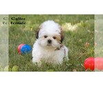 Small #18 Shih Tzu