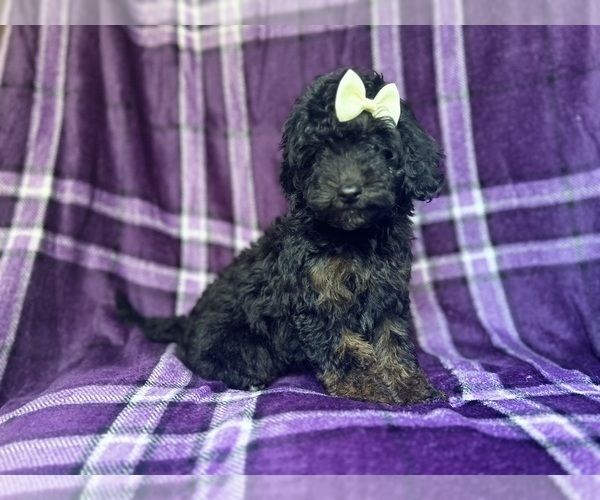 Medium Photo #7 Cavapoo Puppy For Sale in LAKELAND, FL, USA