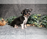 Puppy Melanie Chihuahua