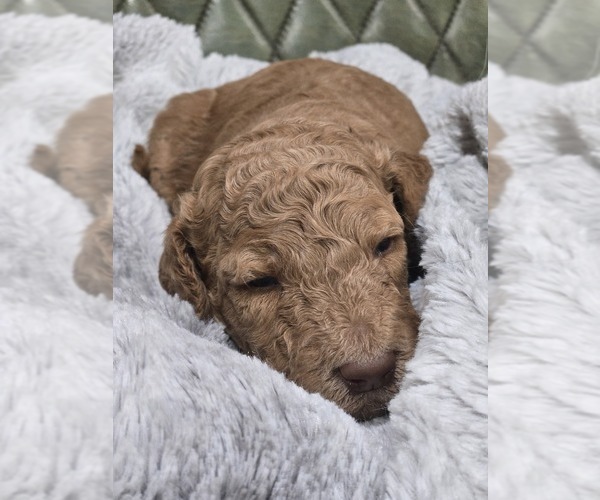 Medium Photo #3 Poodle (Standard) Puppy For Sale in CONROE, TX, USA