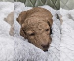 Small #2 Poodle (Standard)