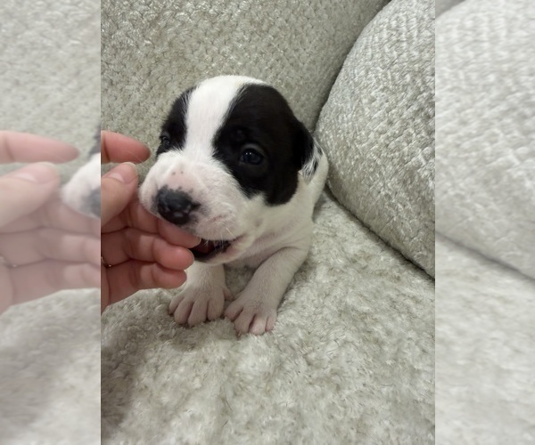 Medium Photo #1 American Pit Bull Terrier Puppy For Sale in OKLAHOMA CITY, OK, USA