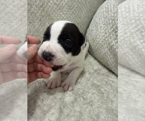 Medium American Pit Bull Terrier