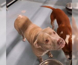 Lola - Female Labrador Retriever-Unknown Mix Dog for Adoption - Photo #4