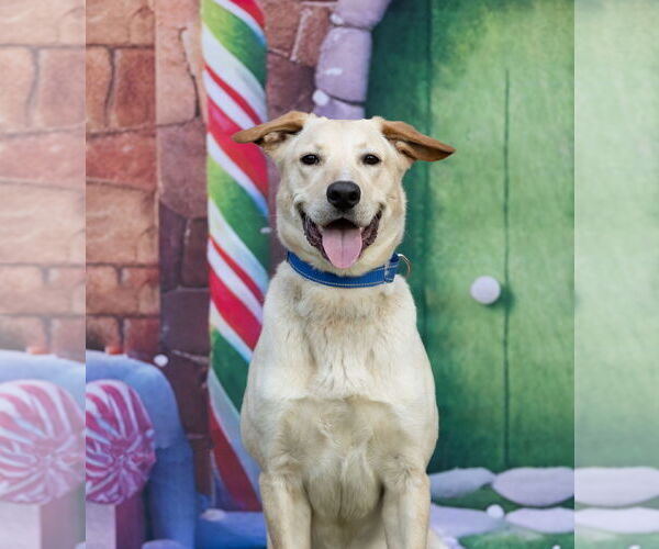 Medium Photo #3 Mutt Puppy For Sale in Munford, TN, USA