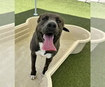 Small #4 Labrador Retriever Mix