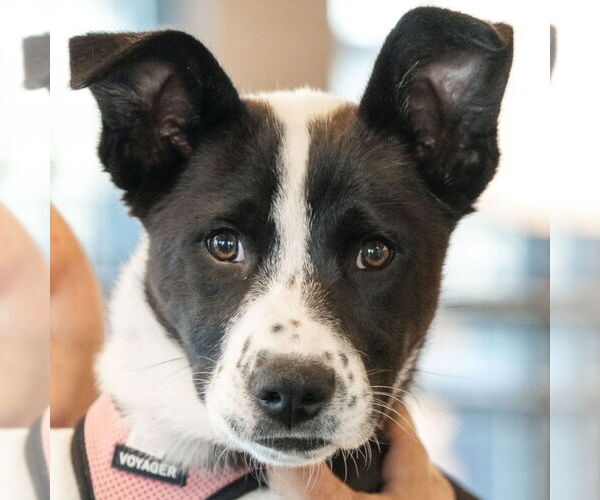 Medium Photo #6 Huskies -Unknown Mix Puppy For Sale in Fargo, ND, USA