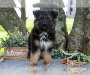 German Shepherd Dog Puppy for sale in SALEM, IN, USA