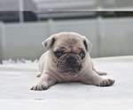 Maple - Female Pug Puppy for Sale - Photo #2