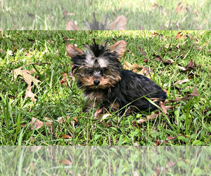 Yorkshire Terrier Puppy for sale in LOCUST GROVE, GA, USA