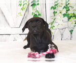 Small Mutt