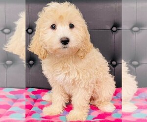 Cockapoo-Poodle (Toy) Mix Puppy for sale in CINCINNATI, OH, USA
