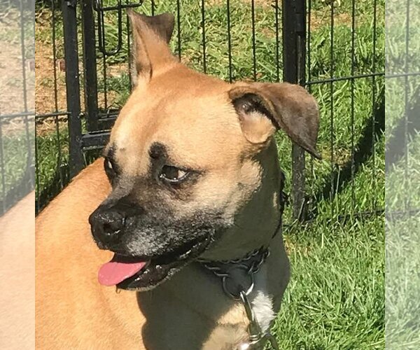 Medium Photo #4 Boxer-Unknown Mix Puppy For Sale in Woodbury, NY, USA