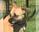 Small #3 Boxer Mix