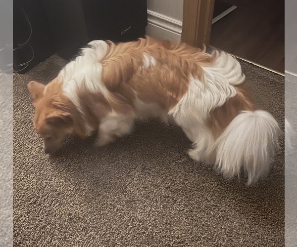 Medium Photo #1 Chiranian-Maltese Mix Puppy For Sale in ROMEOVILLE, IL, USA