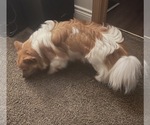 Small Chiranian-Maltese Mix
