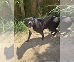 Small #1 American Staffordshire Terrier Mix