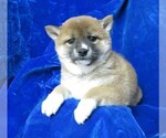 Small Photo #4 Shiba Inu Puppy For Sale in NORWOOD, MO, USA