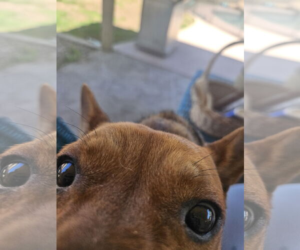 Medium Photo #3 Basenji-Unknown Mix Puppy For Sale in Chandler, AZ, USA