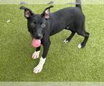 Small #1 American Staffordshire Terrier Mix
