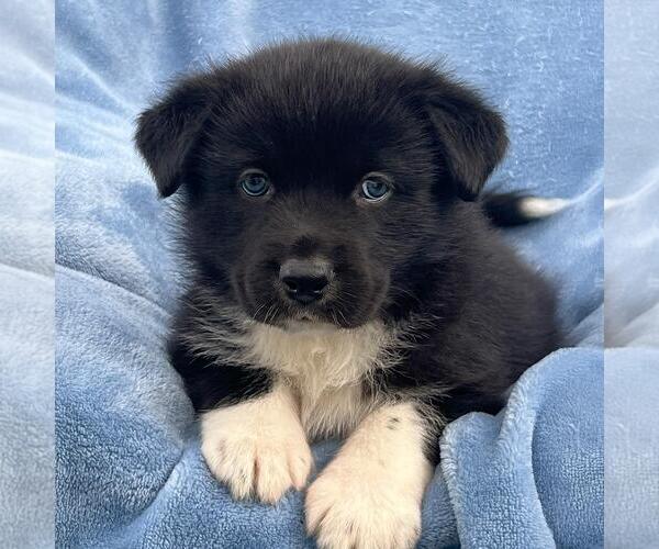 Medium Photo #1 Labrador Retriever-Unknown Mix Puppy For Sale in San Diego, CA, USA