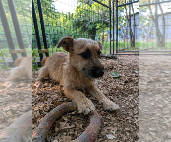 Medium Photo #2 Mutt Puppy For Sale in Vail, AZ, USA