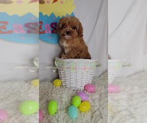 Cavapoo Puppy for Sale in JASONVILLE, Indiana USA
