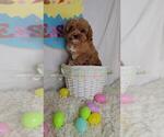Small Photo #1 Cavapoo Puppy For Sale in JASONVILLE, IN, USA