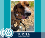 Small #9 Boxer Mix