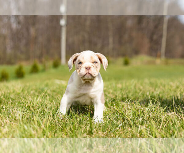 Medium Photo #11 Olde English Bulldogge Puppy For Sale in WARSAW, IN, USA