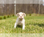 Small Photo #11 Olde English Bulldogge Puppy For Sale in WARSAW, IN, USA