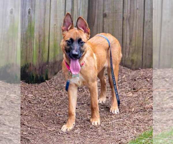 Medium Photo #9 Mutt Puppy For Sale in Kennesaw, GA, USA
