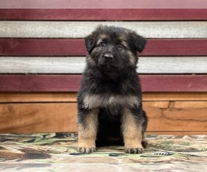 Medium German Shepherd Dog