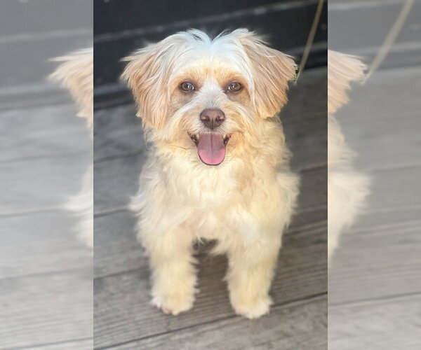 Medium Photo #3 Poovanese Puppy For Sale in Dana Point, CA, USA