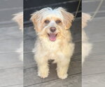Small Photo #3 Poovanese Puppy For Sale in Dana Point, CA, USA