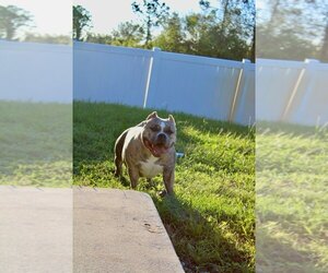 American Bully Dogs for adoption in LEHIGH ACRES, FL, USA