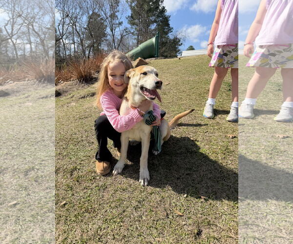 Medium Photo #2 Mutt Puppy For Sale in The Woodlands, TX, USA