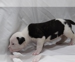 Small Photo #20 American Bulldog Puppy For Sale in MECHANICSVILLE, VA, USA