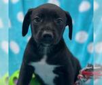 Small #3 Labrador Retriever Mix