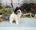 Small #2 Poodle (Miniature)