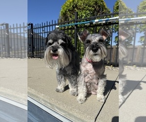 Father of the Schnauzer (Miniature) puppies born on 04/20/2026
