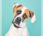 Small #1 Boxer-Bullmastiff Mix