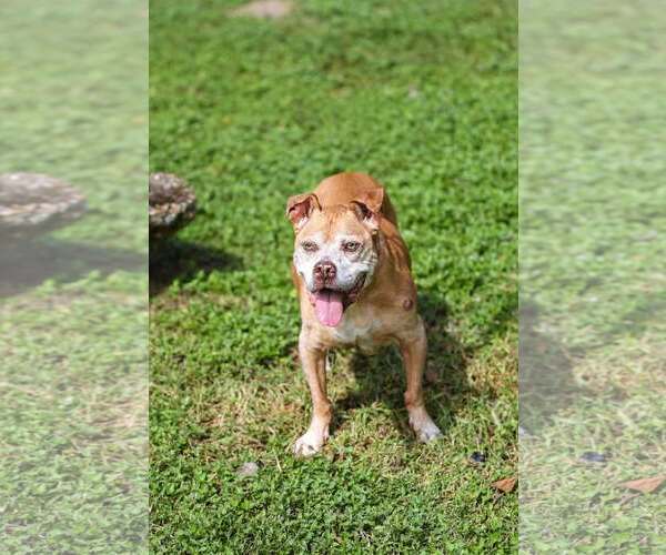Medium Photo #5 Mutt Puppy For Sale in  Gainesville, FL, USA