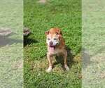 Small Photo #5 Mutt Puppy For Sale in  Gainesville, FL, USA