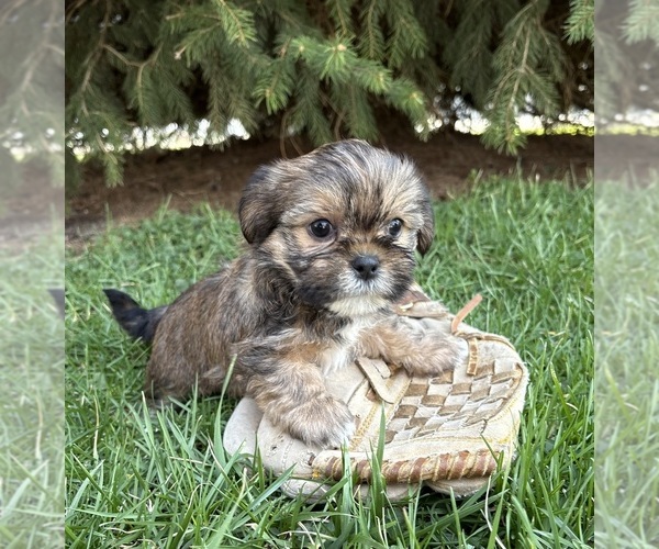 Medium Photo #2 Shorkie Tzu Puppy For Sale in MIDDLEBURY, IN, USA